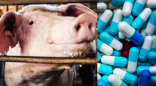 The Perfect Crime: How Big Pharma and Big Ag Keep You Sick and Dependent