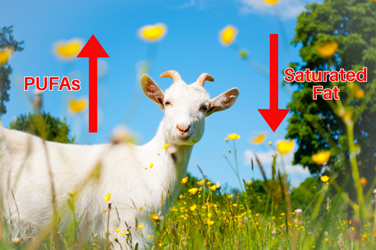PUFAs in Goat Milk? The Hidden Impact of Modern Feed