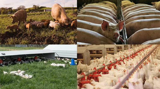 Why Pasture-Raised Meat Tastes Better