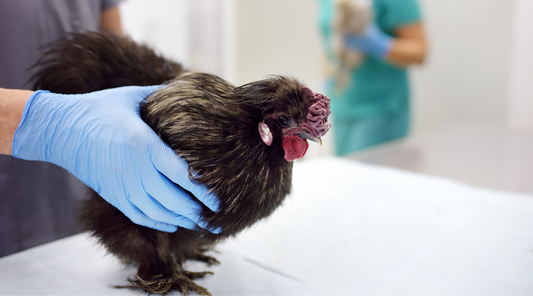 Should we fear the bird flu?