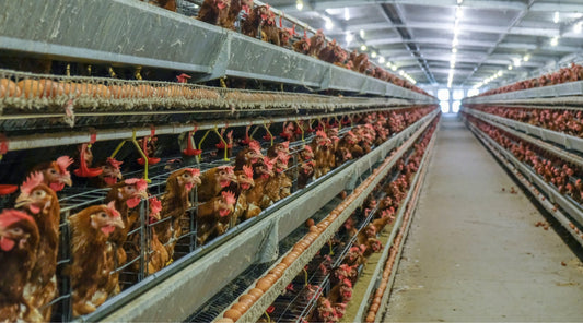 Think You’re Allergic to Eggs? It Might Be What the Chicken Eats
