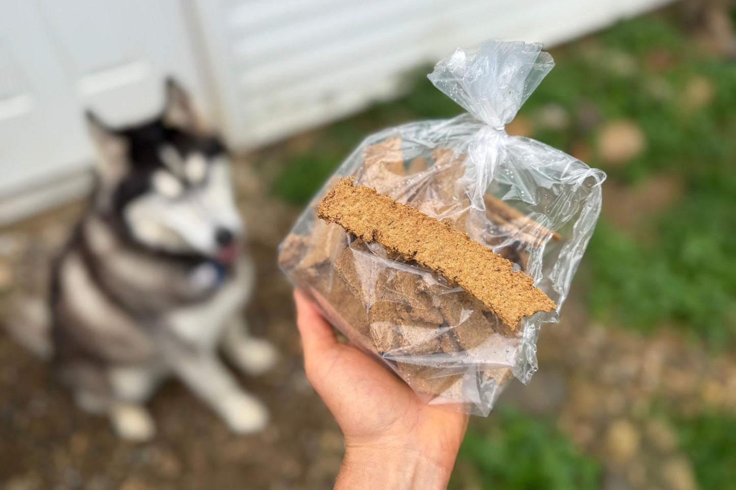 Clean Pet Treats | Zone-4