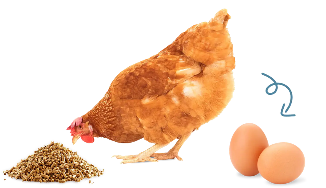 Nourish Food Club Low PUFA | Corn & Soy-Free Eggs | Zone 3