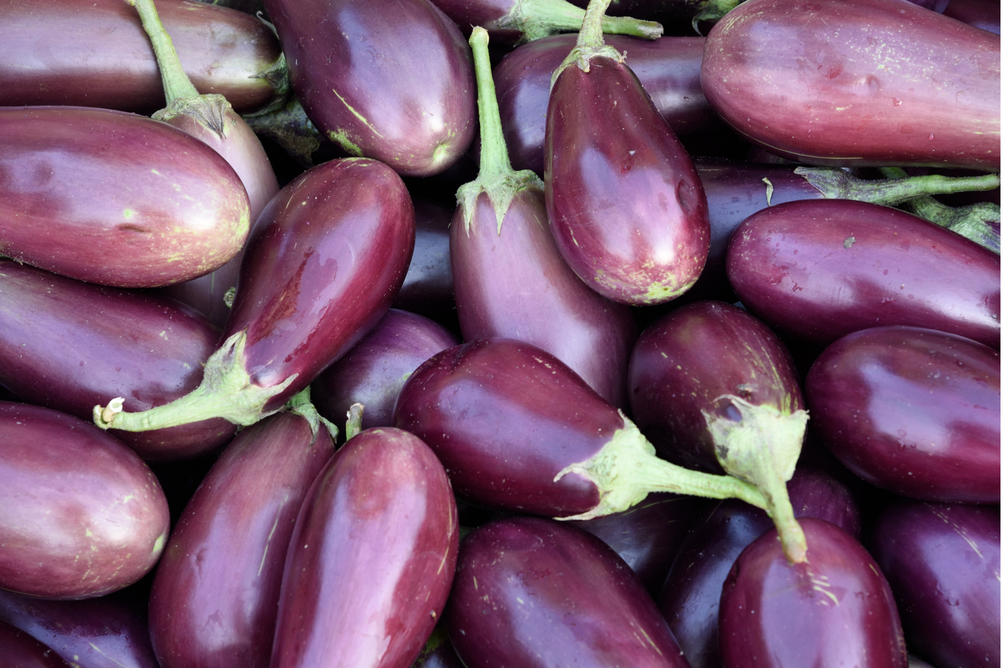 Eggplant Box