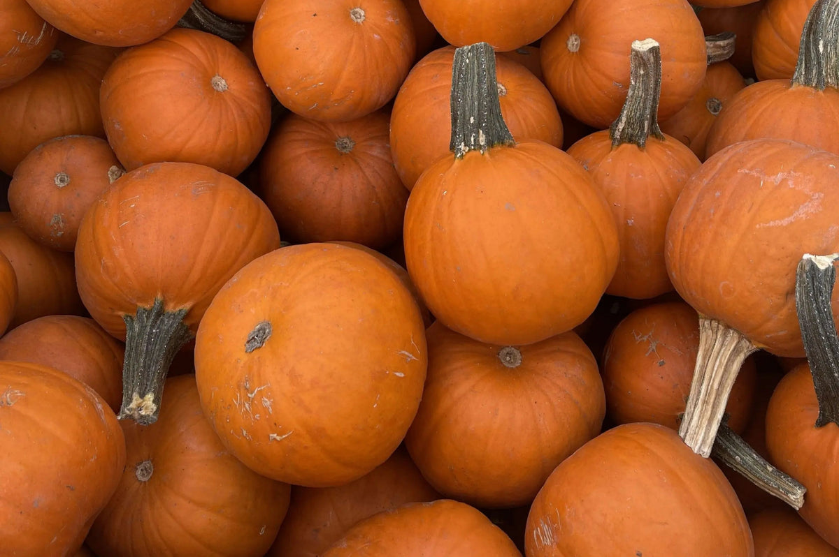 Pie Pumpkin Box