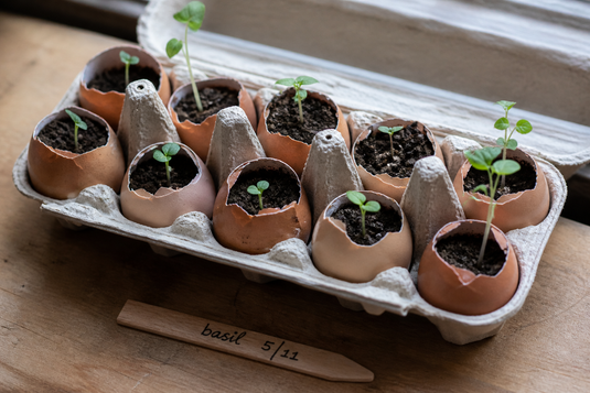 What to Do With Eggshells: 7 Simple Ways to Use Them (Instead of Throwing Them Away)