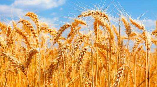 Grains, Glyphosate, and Your Gut: The Hidden Dangers Lurking in Your Food
