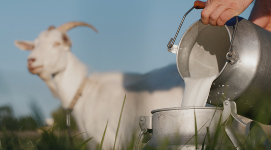 Why Goat Dairy is the GOAT