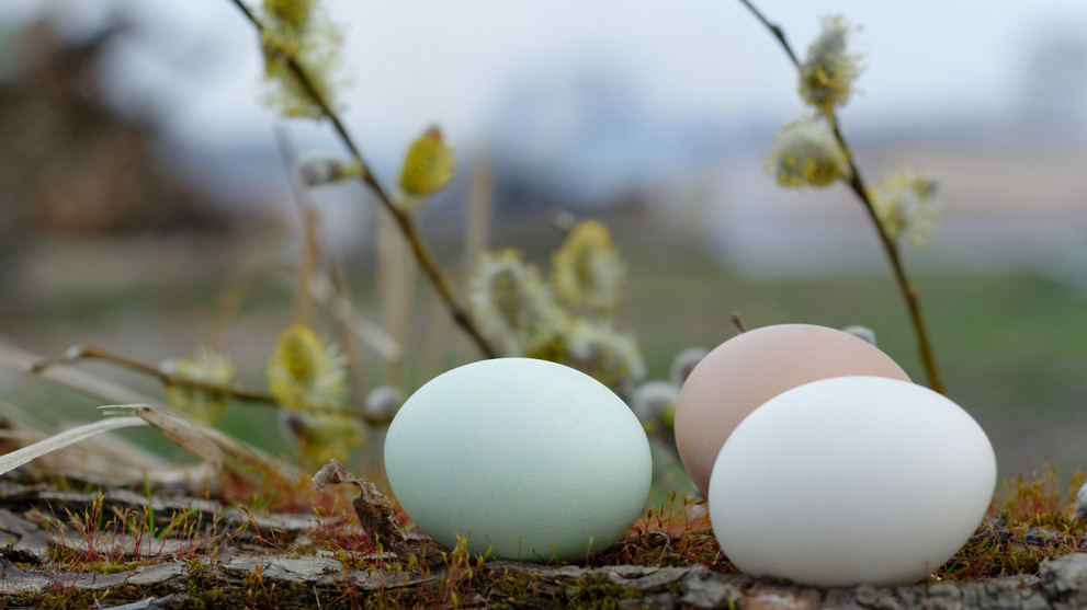 Naturally Multi-Colored Eggs Placed On The Ground