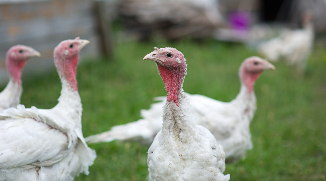 Turkeys