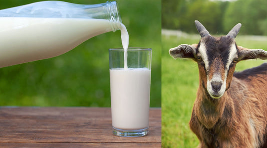 PUFAs in Goat Milk? The Hidden Impact of Modern Feed