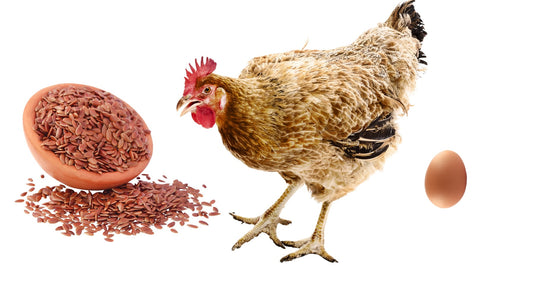 The Hidden Dangers of Omega-3 Enriched Eggs: What the Labels Don’t Tell You