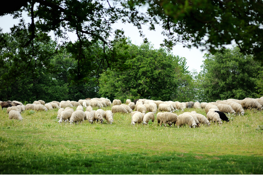 Lamb