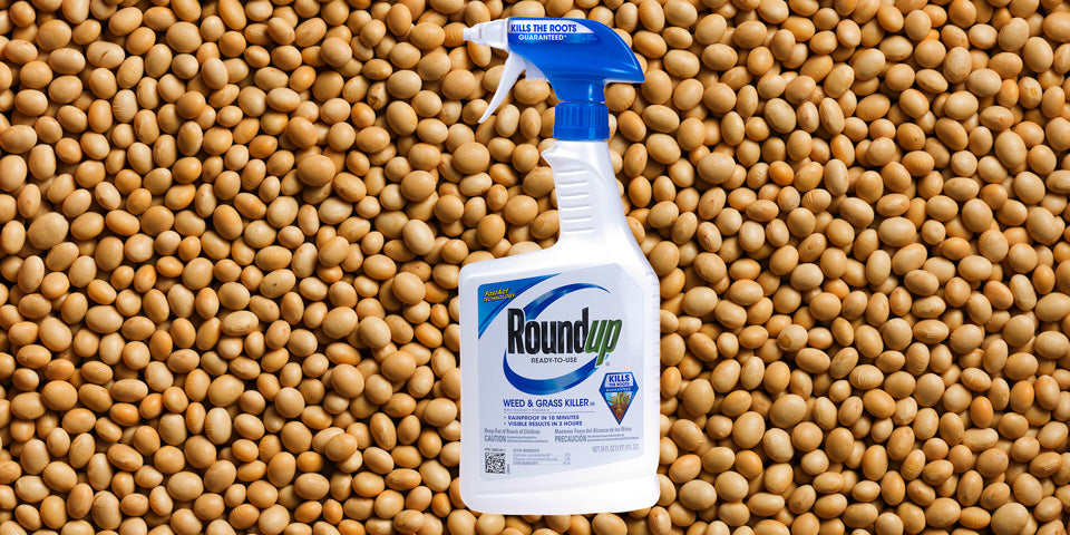 Why We Say No to Soy: The Hidden Costs of Soy in Eggs, Meat, and Milk