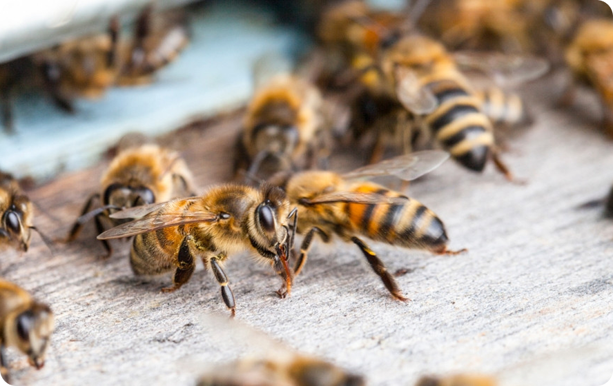 Bees