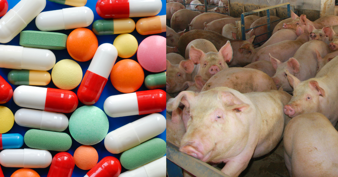 Drug Use in Livestock: Why Antibiotics and Other Drugs Are Used in Modern Animal Agriculture