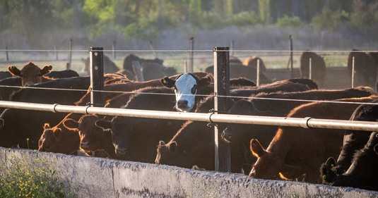 Why Are Male Cattle Lactating? Hormones, Feedlots & Estrogenic Exposure