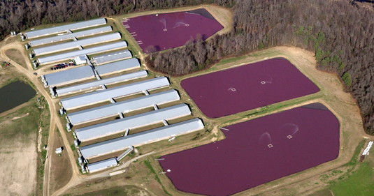 How Livestock Drug Use Impacts Human Health, Antibiotic Resistance, and the Environment