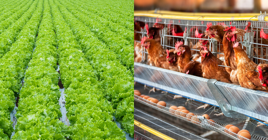 What the 19 Million Egg Recall and Diarrhea Lettuce Outbreak Reveal About America’s Food System