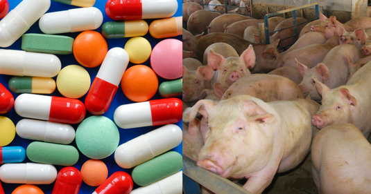 Drug Use in Livestock: Why Antibiotics and Other Drugs Are Used in Modern Animal Agriculture