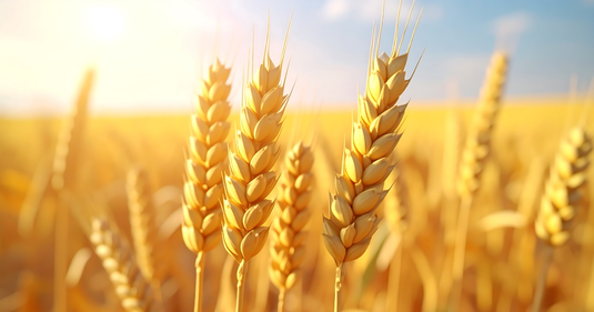 Does GMO Wheat Exist? Not Yet. But Soon.
