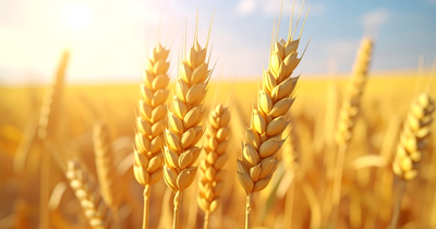 Does GMO Wheat Exist? Not Yet. But Soon.