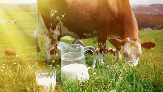 Dairy dairy 