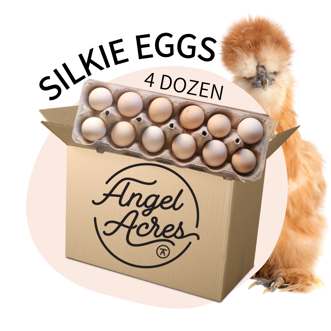 Silkie Egg Box