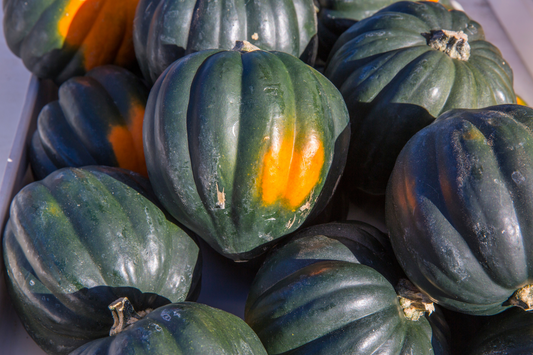 Acorn Squash Box