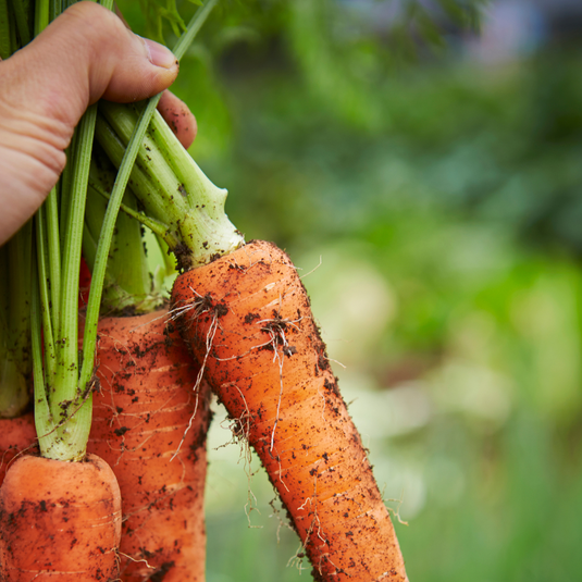 Nourish Food Club