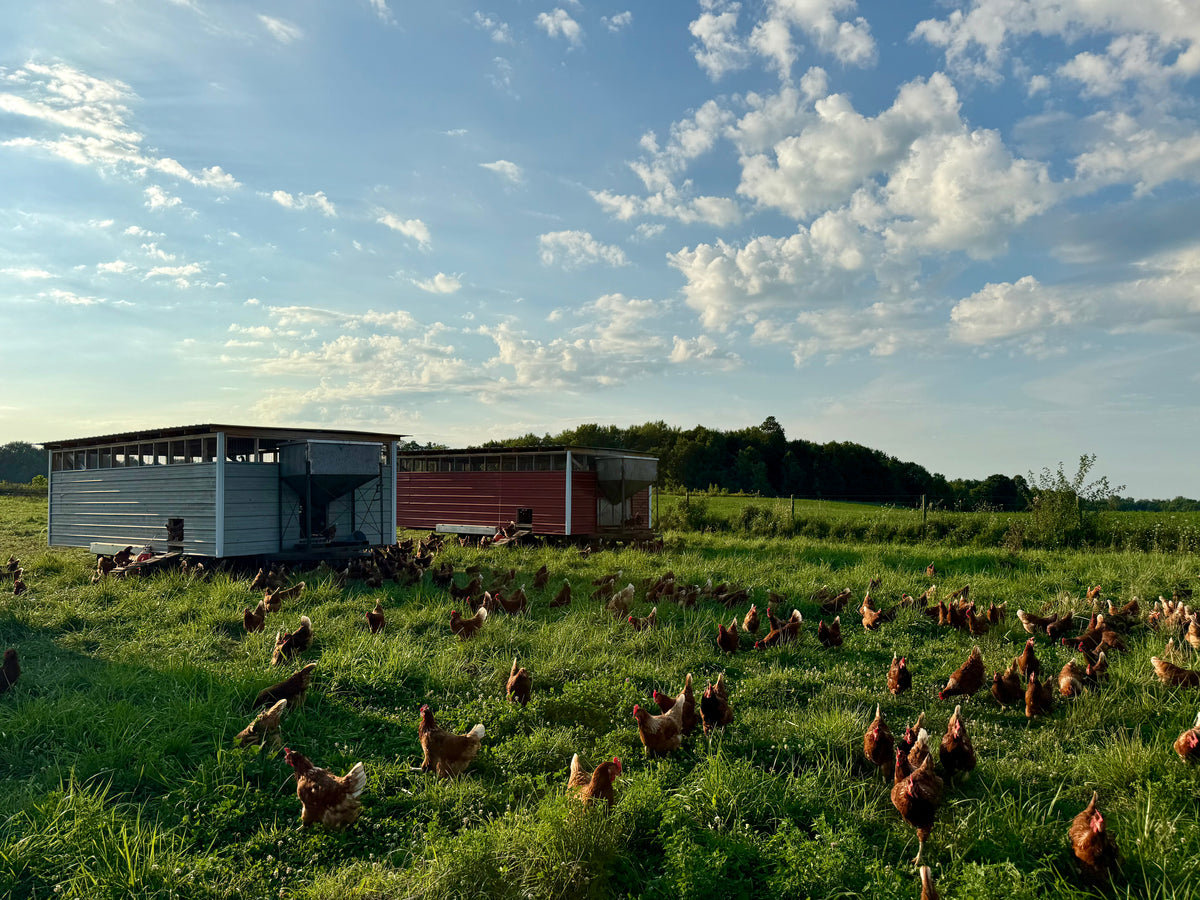 Angel Acres hens and mobile coops on pasture