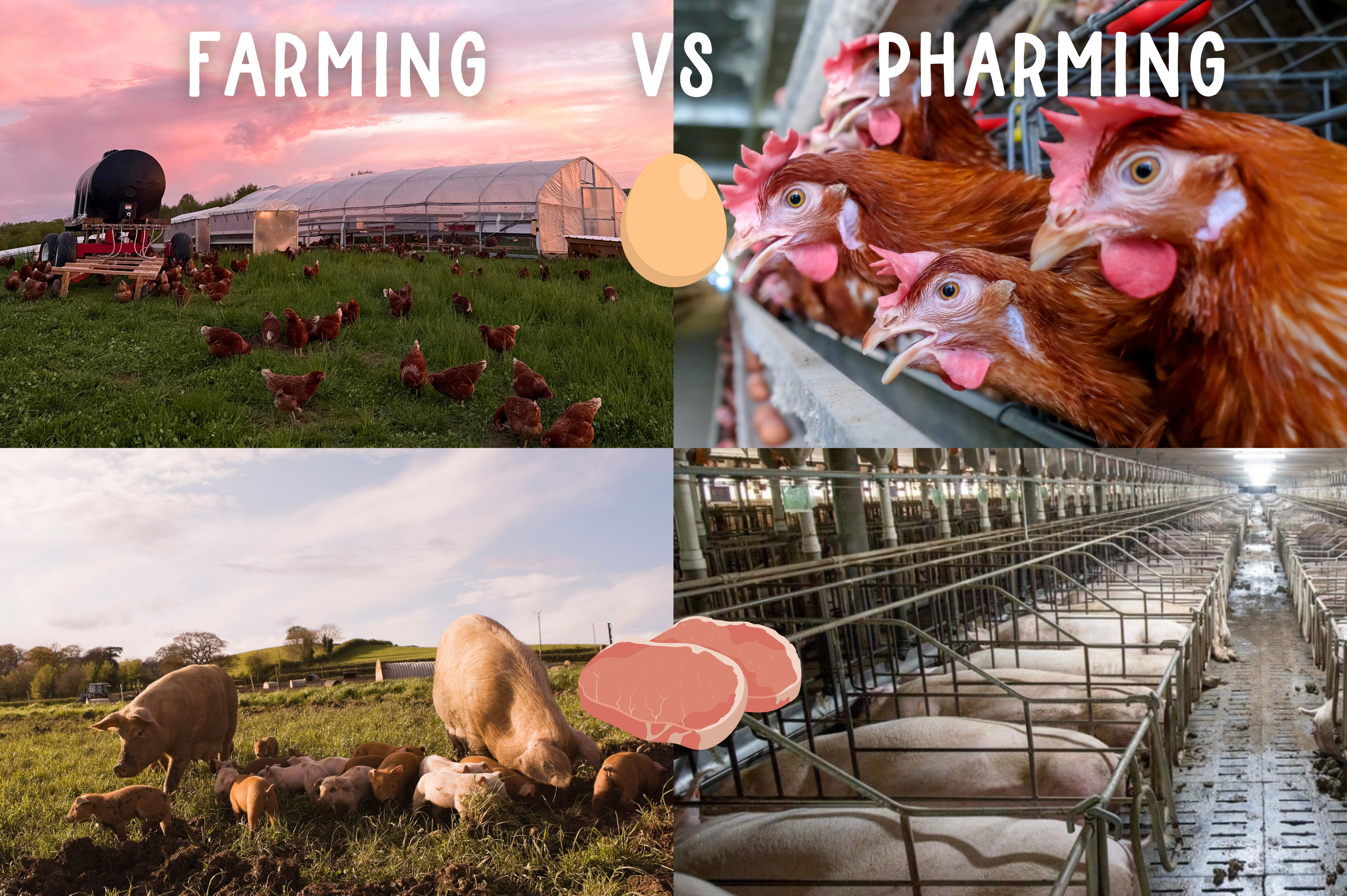 pasture raised regenerative agriculture