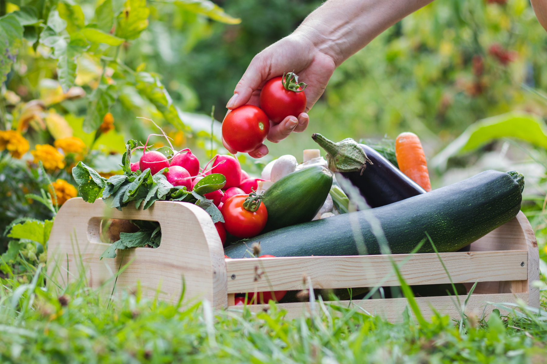 Seasonal Produce Boxes – Nourish Food Club