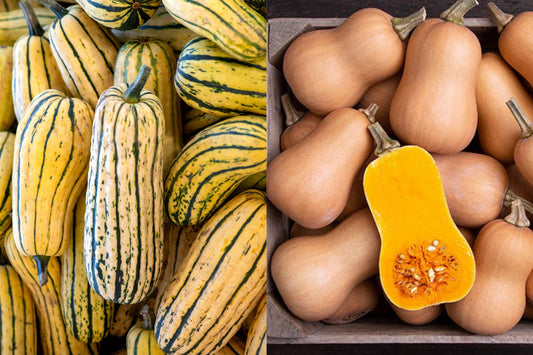 Squash Variety Box