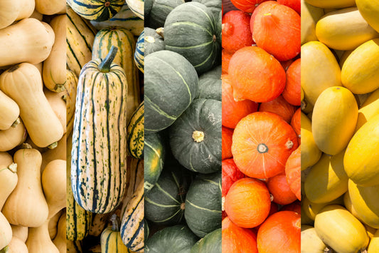 Squash Variety Box