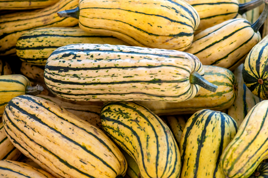Delicata Squash Box
