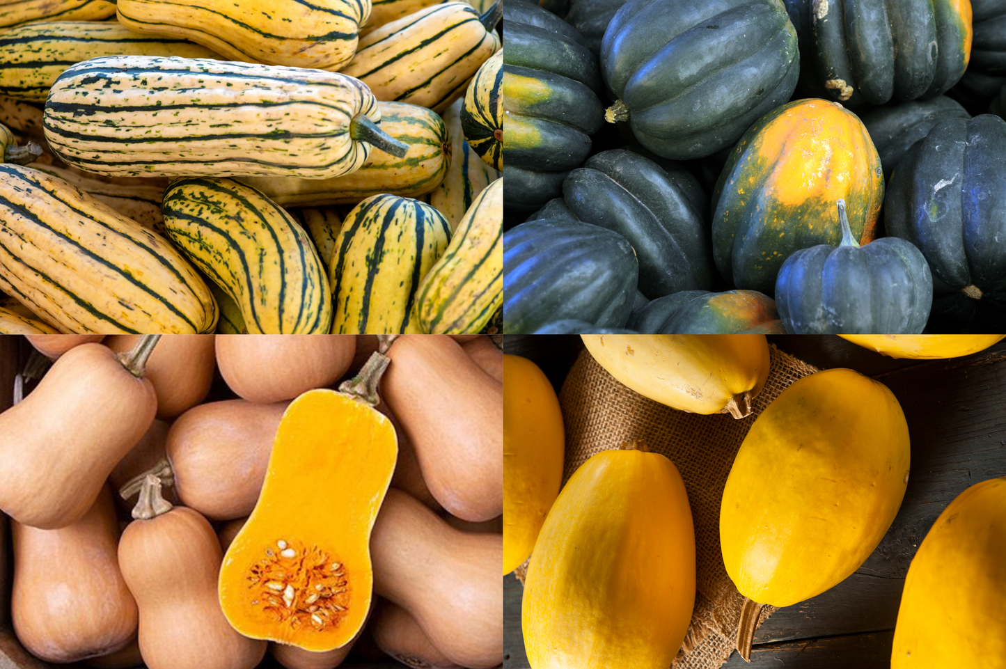 Squash Variety Box
